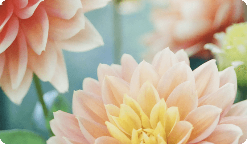 Fotografía de flores para catálogo y campañas comerciales
